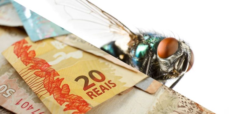 Mistura simples que acaba com as moscas da cozinha e custa só R$ 15