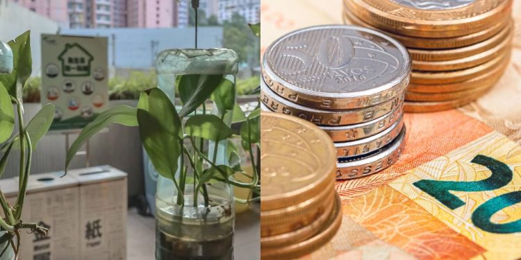 Horta caseira com garrafa PET reduz o gasto mensal com a feira