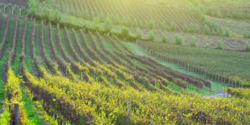 Brasileiros comemoram a cidade da uva e do vinho com passeios inesquecíveis e paisagens deslumbrantes