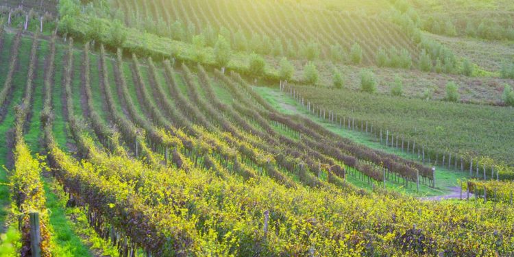 Brasileiros comemoram a cidade da uva e do vinho com passeios inesquecíveis e paisagens deslumbrantes