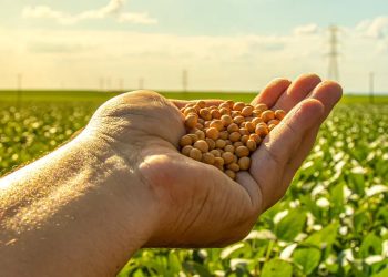 Imagem: Reprodução Investalk