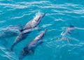 O paraíso brasileiro onde os golfinhos dançam ao amanhecer