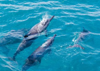 O paraíso brasileiro onde os golfinhos dançam ao amanhecer