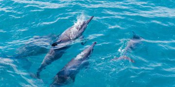 O paraíso brasileiro onde os golfinhos dançam ao amanhecer