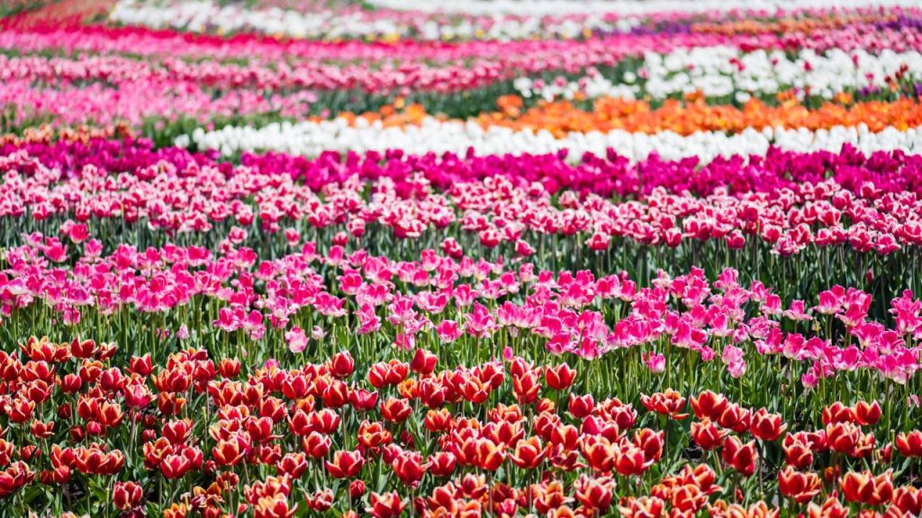 Destino cheio de canais, flores e boa gastronomia vira sonho de viagem para brasileiros