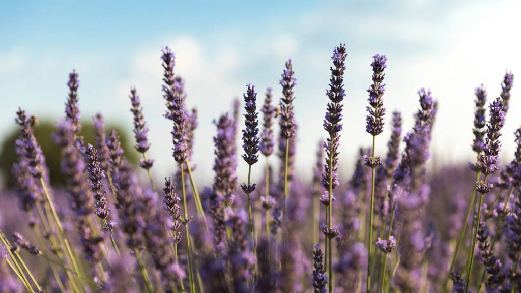 lavanda