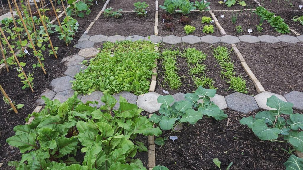 Técnica simples com garrafa PET garante vaso autoirrigável funcional sem gastar nada com jardinagem