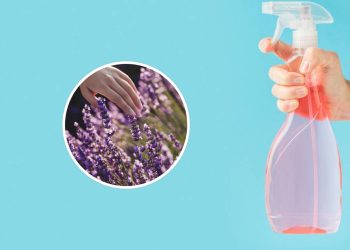 Faça desinfetante caseiro com lavanda e reduza o risco de alergias