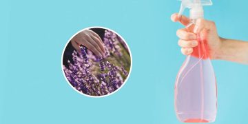 Faça desinfetante caseiro com lavanda e reduza o risco de alergias