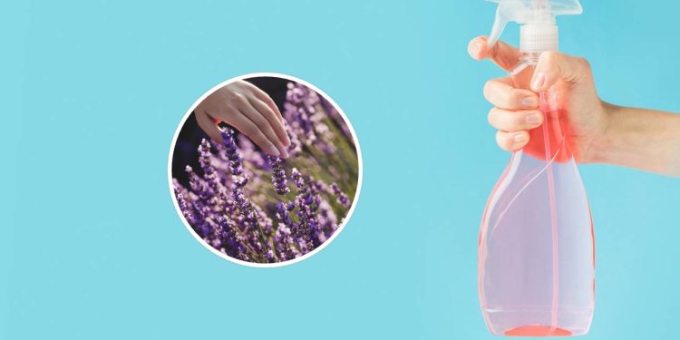 Faça desinfetante caseiro com lavanda e reduza o risco de alergias