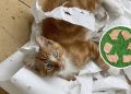 Materiais reciclados viram brinquedos divertidos para seu pet