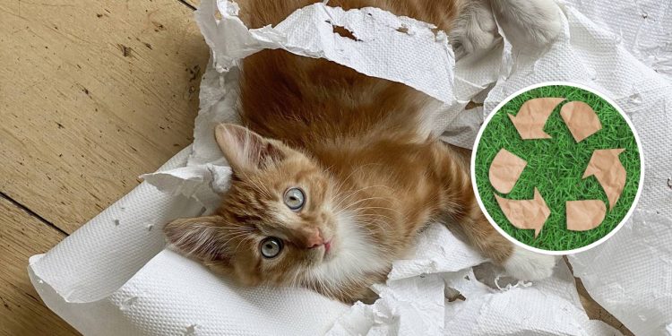 Materiais reciclados viram brinquedos divertidos para seu pet