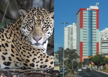 Essa cidade une o calor do Centro-Oeste, à força do agronegócio e à beleza do Pantanal