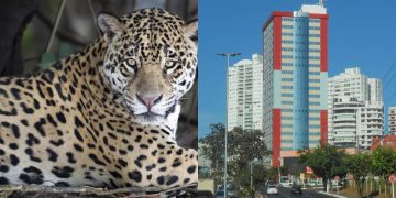 Essa cidade une o calor do Centro-Oeste, à força do agronegócio e à beleza do Pantanal