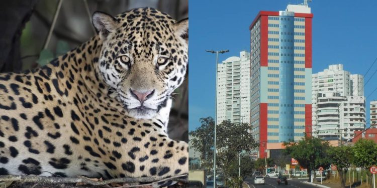 Essa cidade une o calor do Centro-Oeste, à força do agronegócio e à beleza do Pantanal