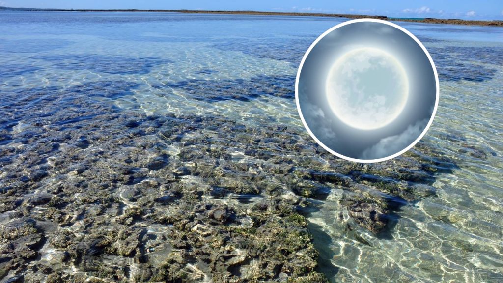 Essa joia de Alagoas tem o mar mais azul do país e conquista quem a visita.
