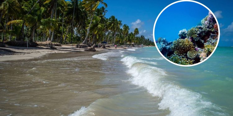 Essa joia de Alagoas tem o mar mais azul do país e conquista quem a visita.