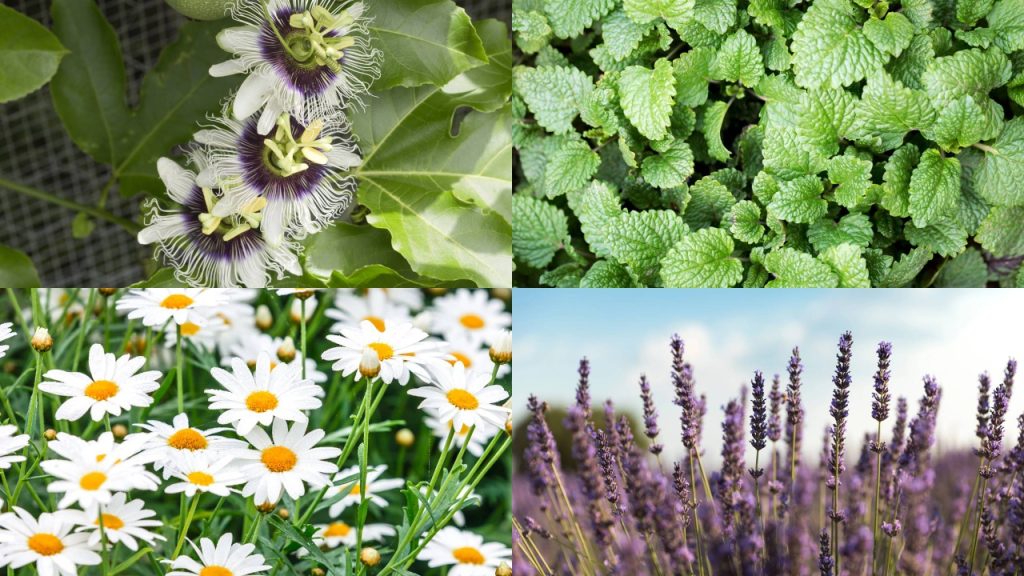 A mistura de ervas secretas garante o alívio do estresse e da ansiedade