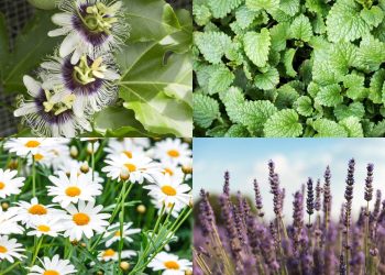 A mistura de ervas secretas garante o alívio do estresse e da ansiedade