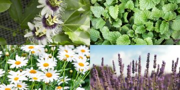 A mistura de ervas secretas garante o alívio do estresse e da ansiedade