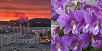 Amantes de flores descobrem a cidade que é a capital nacional da orquídea na Grande São Paulo