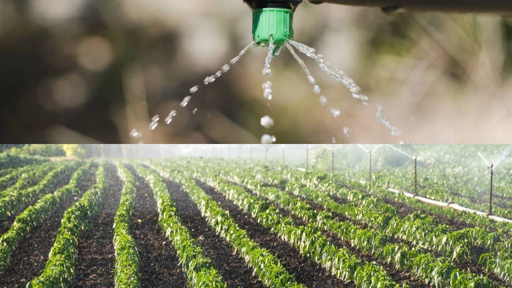 Técnica simples com garrafa PET garante vaso autoirrigável funcional sem gastar nada com jardinagem