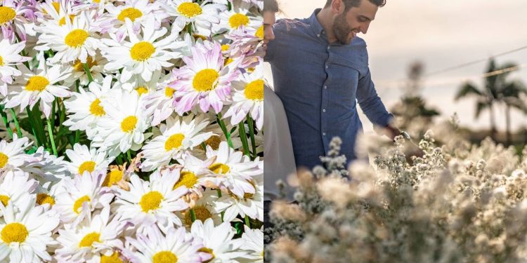 Cidade fundada há 76 anos por imigrantes holandeses é a maior produtora de flores e de plantas ornamentais de todo o Brasil
