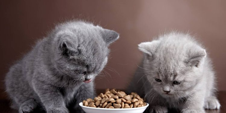 Três rações de até R$ 187,60 que garantem nutrição completa e saúde para o seu gato