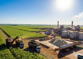 Milhões de toneladas de cana moídas e fermentadas: é assim que a indústria transforma o campo em açúcar e etanol para o Brasil