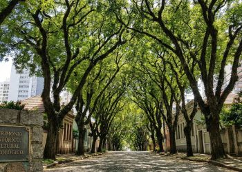 Rua de Porto Alegre ganha fama mundial por seu túnel verde; com mais de 100 árvores, ela foi decretada patrimônio histórico e ecológico da cidade