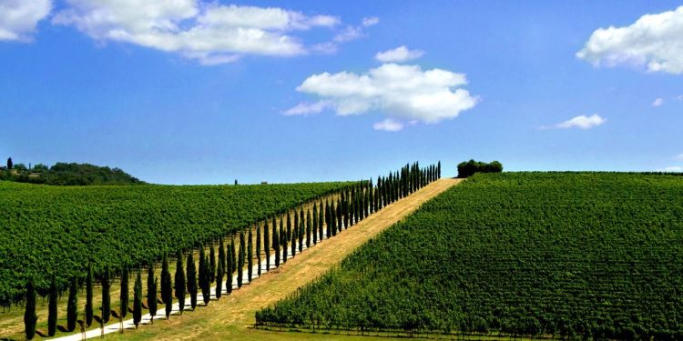 Estrada na Itália ganha fama por seus 2.400 ciprestes, pois o trajeto de 5 km em Bolgheri virou o corredor arborizado mais icônico da Toscana