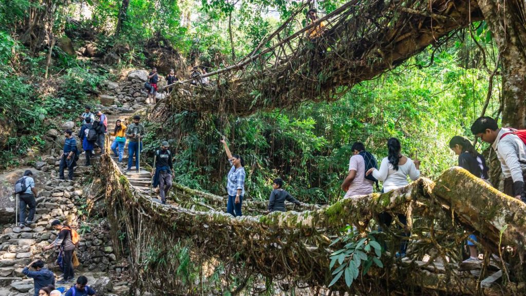 Com raízes de seringueiras moldadas por décadas, as pontes vivas da Índia tornaram-se a maior prova de engenharia natural e sustentável do planeta