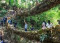 A monumental engenharia botânica de 500 anos que utiliza as raízes de figueiras vivas para criar pontes naturais em uma das áreas mais úmidas do planeta
