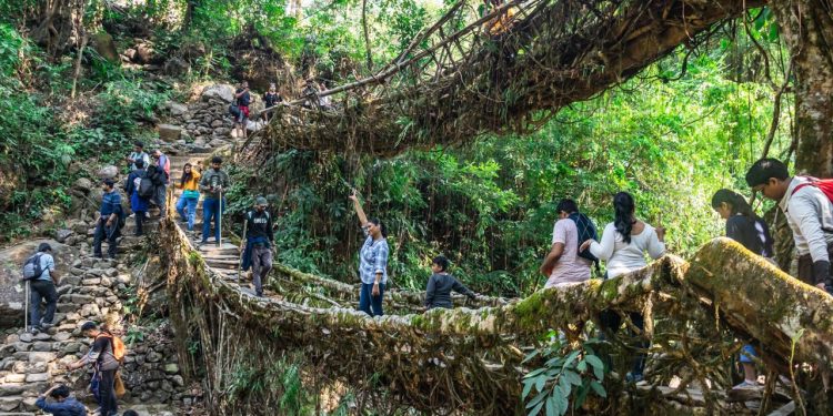 A monumental engenharia botânica de 500 anos que utiliza as raízes de figueiras vivas para criar pontes naturais em uma das áreas mais úmidas do planeta