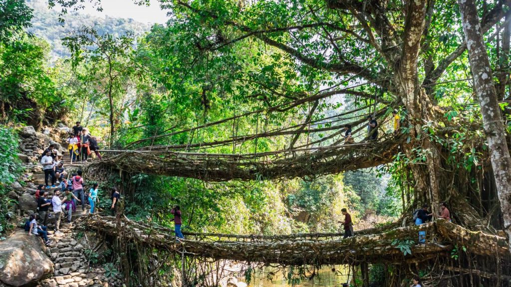 A monumental engenharia botânica de 500 anos que utiliza as raízes de figueiras vivas para criar pontes naturais em uma das áreas mais úmidas do planeta