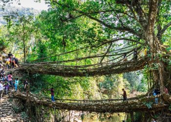 A monumental engenharia botânica de 500 anos que utiliza as raízes de figueiras vivas para criar pontes naturais em uma das áreas mais úmidas do planeta