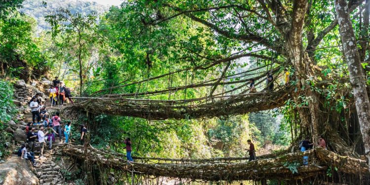 Com raízes de seringueiras moldadas por décadas, as pontes vivas da Índia tornaram-se a maior prova de engenharia natural e sustentável do planeta