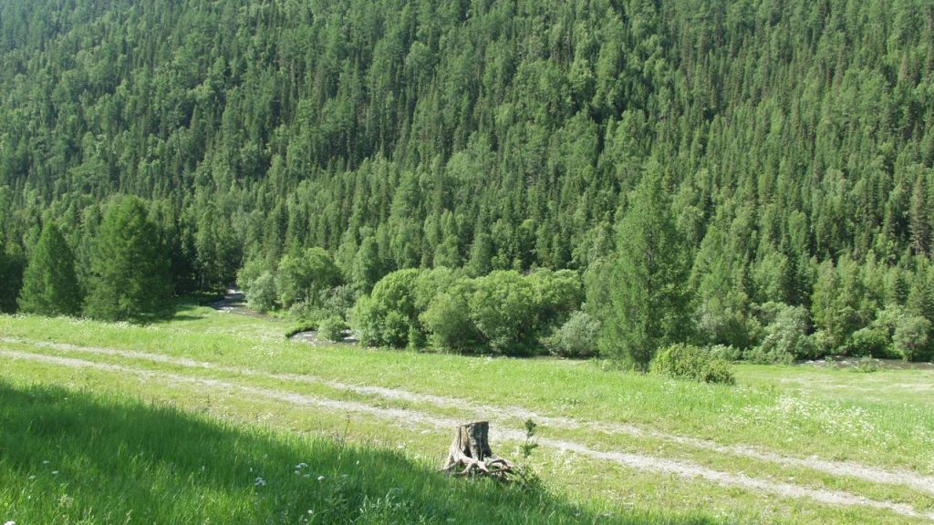 A rodovia russa de 968 km atravessa as montanhas de Altai; com registros desde a Idade do Bronze, a R256 conecta a Sibéria à Mongólia