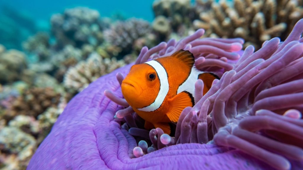 O portão de entrada para a maior estrutura de recifes do planeta