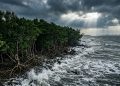 Como a barreira biológica do manguezal garante a sobrevivência de uma grande metrópole contra fenômenos climáticos severos
