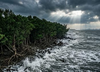 Como a barreira biológica do manguezal garante a sobrevivência de uma grande metrópole contra fenômenos climáticos severos