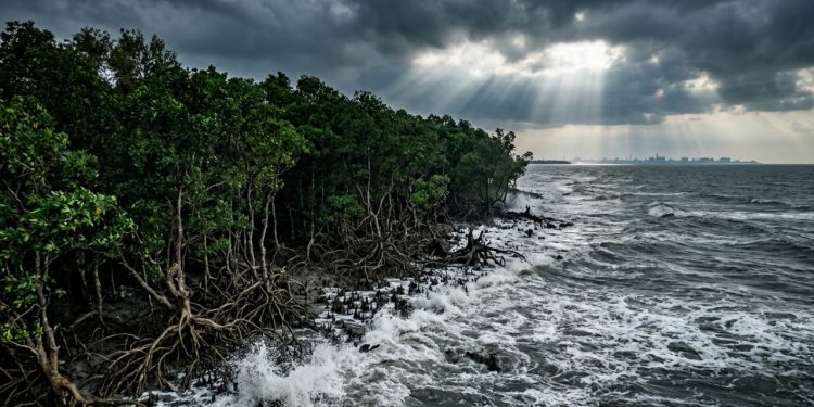 Como a barreira biológica do manguezal garante a sobrevivência de uma grande metrópole contra fenômenos climáticos severos