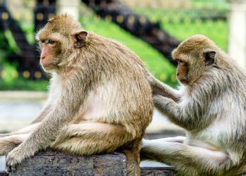 A cidade tailandesa é dominada por milhares de macacos que ocupam templos do século XIII; o local é o reduto mais famoso de interação animal do país