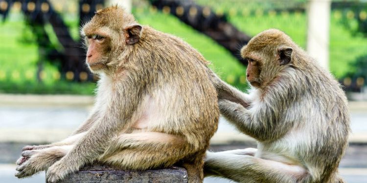 A cidade tailandesa é dominada por milhares de macacos que ocupam templos do século XIII; o local é o reduto mais famoso de interação animal do país