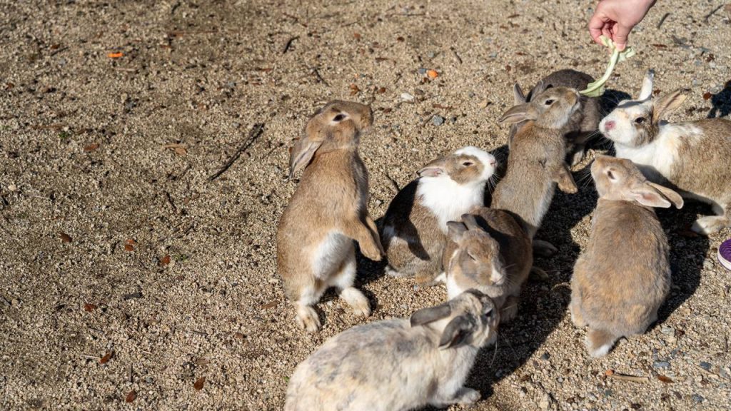 A ilha japonesa abriga milhares de coelhos selvagens trazidos para o local em 1971; o destino virou um fenômeno mundial de turismo animal