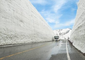 A espetacular rota montanhosa de 37 km de extensão esculpe corredores de neve de 20 metros de altura nos Alpes Japoneses desde sua abertura em 1971