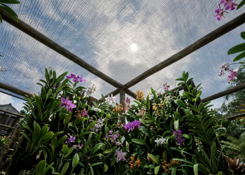 Veja como montar um orquidário no muro e quanto investir para cultivar orquídeas com mais segurança e menos gasto