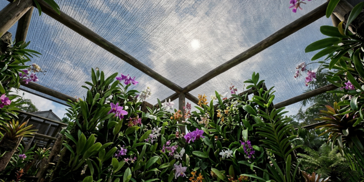 Veja como montar um orquidário no muro e quanto investir para cultivar orquídeas com mais segurança e menos gasto