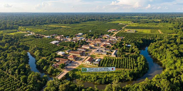 A pacata cidade isolada na selva amazônica que foi construída por japoneses e se tornou a capital mundial da pimenta preta
