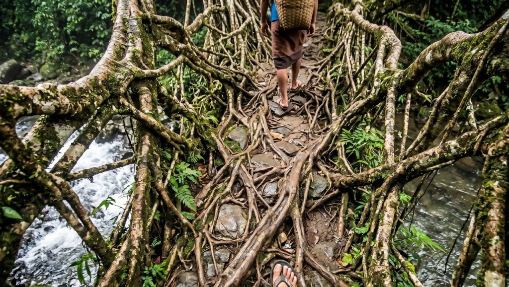 O município na Índia reconhecido como o lugar mais húmido do planeta onde chove 12 metros de água por ano e as pontes são vivas